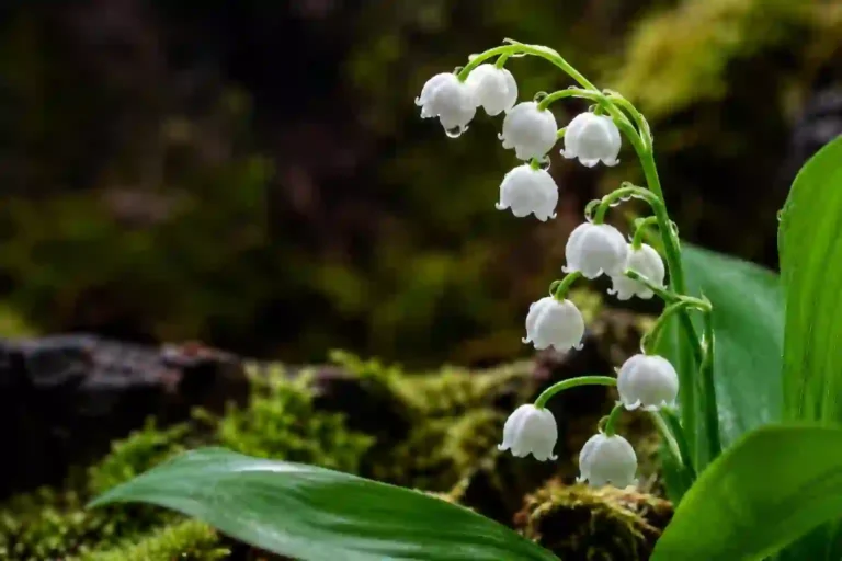 Lily of the Valley Meaning